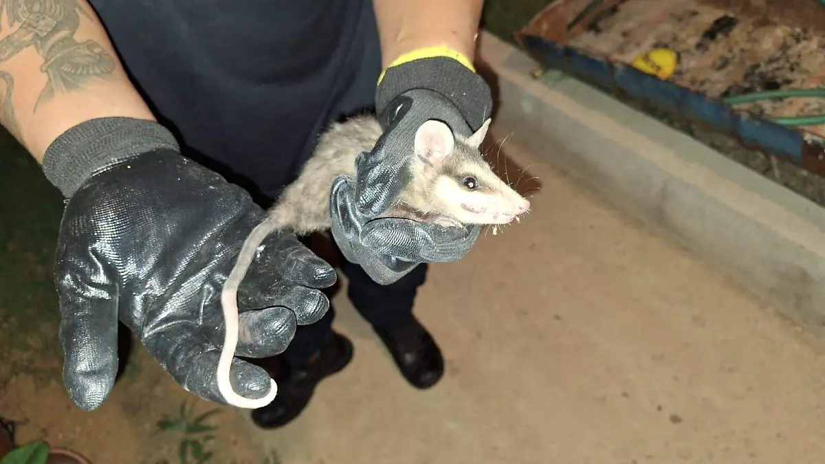 ANIMALES CORTESIA BOMBEROS (3)